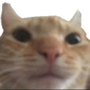 cat stare.